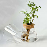 VAIGE Nordic Transparent Glass Hydroponic Plant Vase with Tray - Simple Modern Design for Tabletop Decor