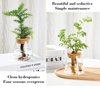 VAIGE Nordic Transparent Glass Hydroponic Plant Vase with Tray - Simple Modern Design for Tabletop Decor